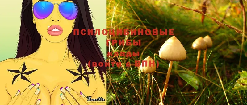 Псилоцибиновые грибы Psilocybe  Белая Холуница 